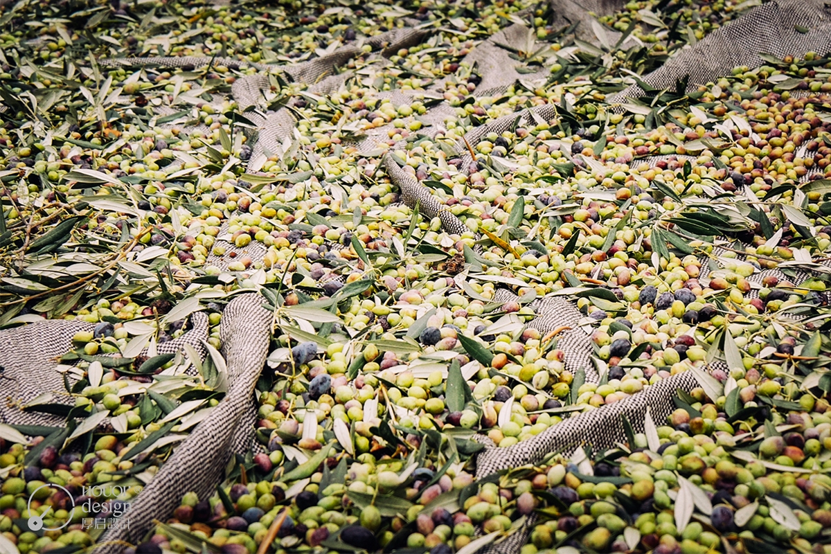 橄榄食用油原料3.jpg